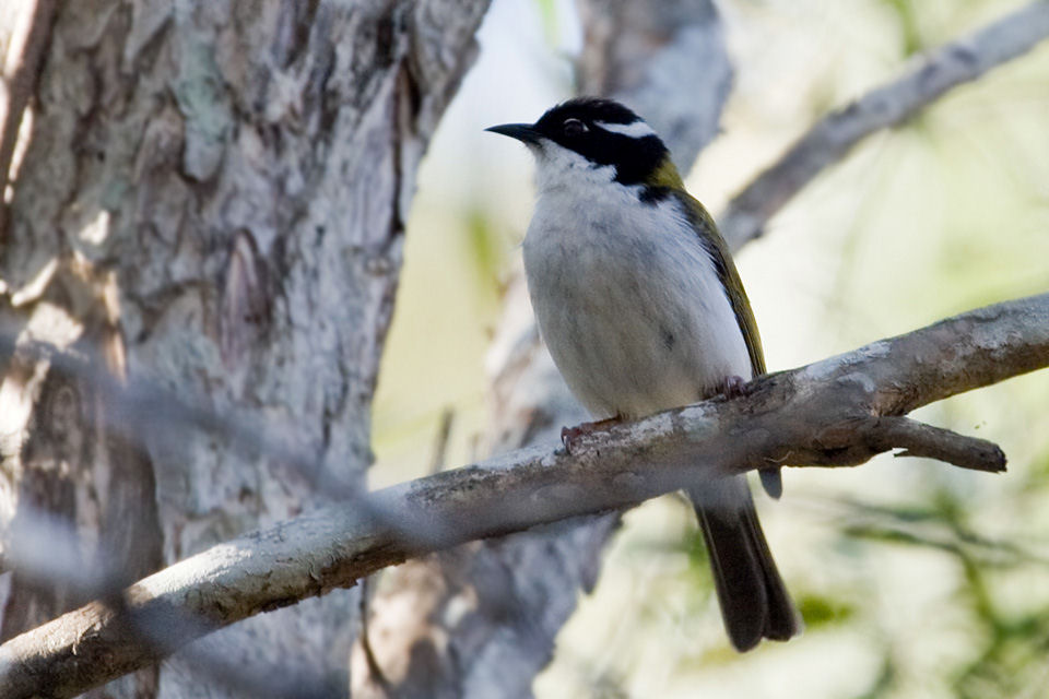 White-throated Honeyeater (Melithreptus albogularis)